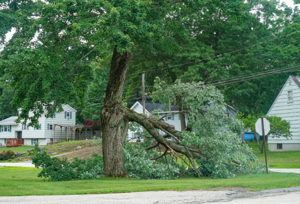 Tree Branch Trimming in Landis, NC